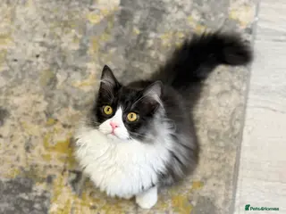 Persian cats Persian - Advert 1