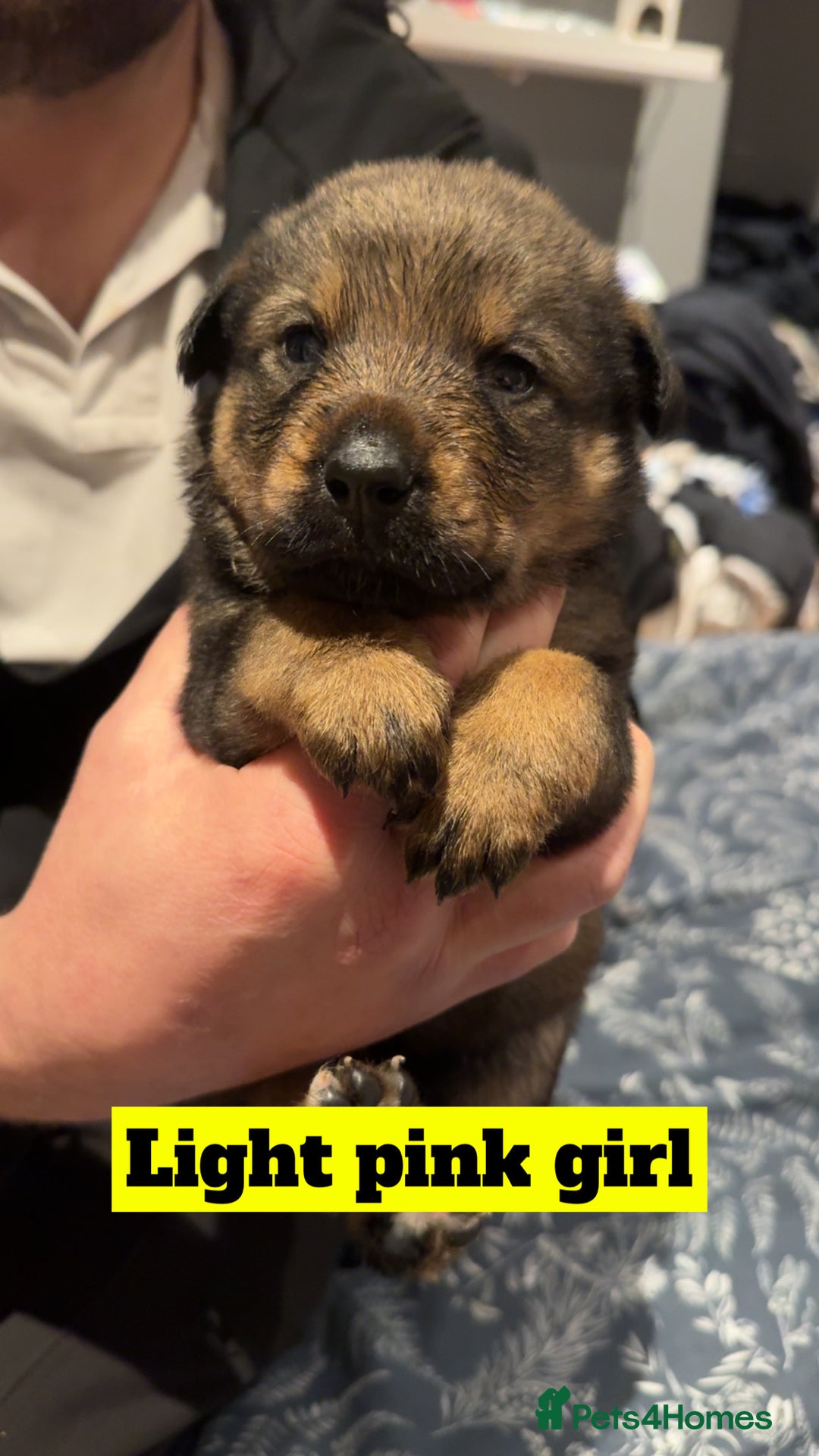 Mixed Breed dogs for sale: Rottweiler x Akita  - Image 15