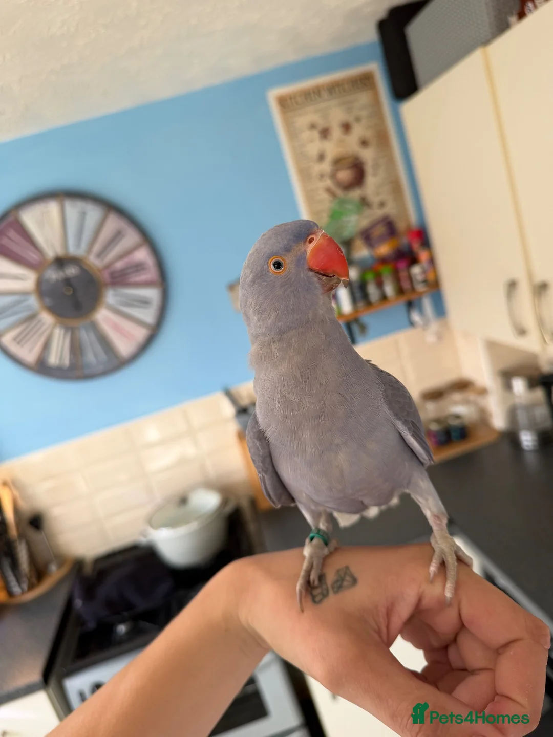 Ringnecks birds for sale: Baby ringneck - Advert 1