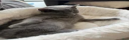 Mixed Breed cats for sale: Blue loving Ragdoll kitten 14 weeks old  - Advert 2