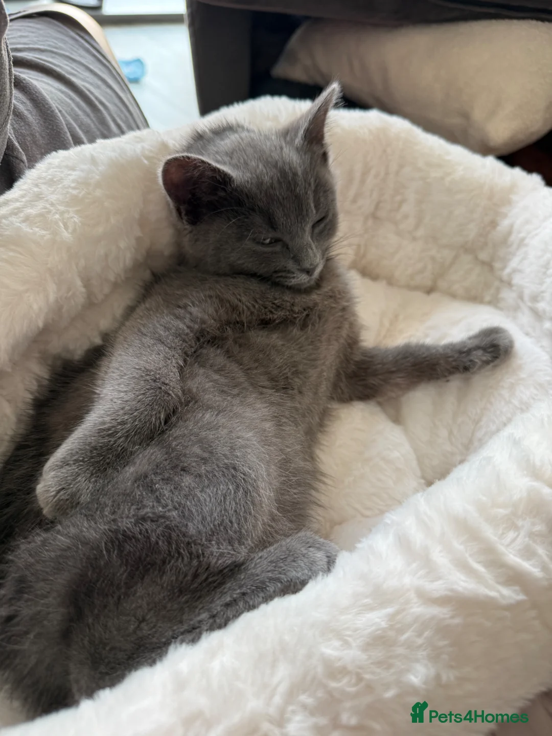 Mixed Breed cats for sale: Blue loving Ragdoll kitten 14 weeks old  - Advert 2