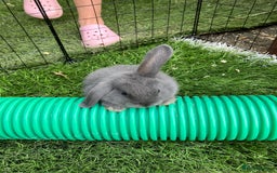 Mini Lop rabbits for sale: Beautiful mini lop bunnies - Image 5
