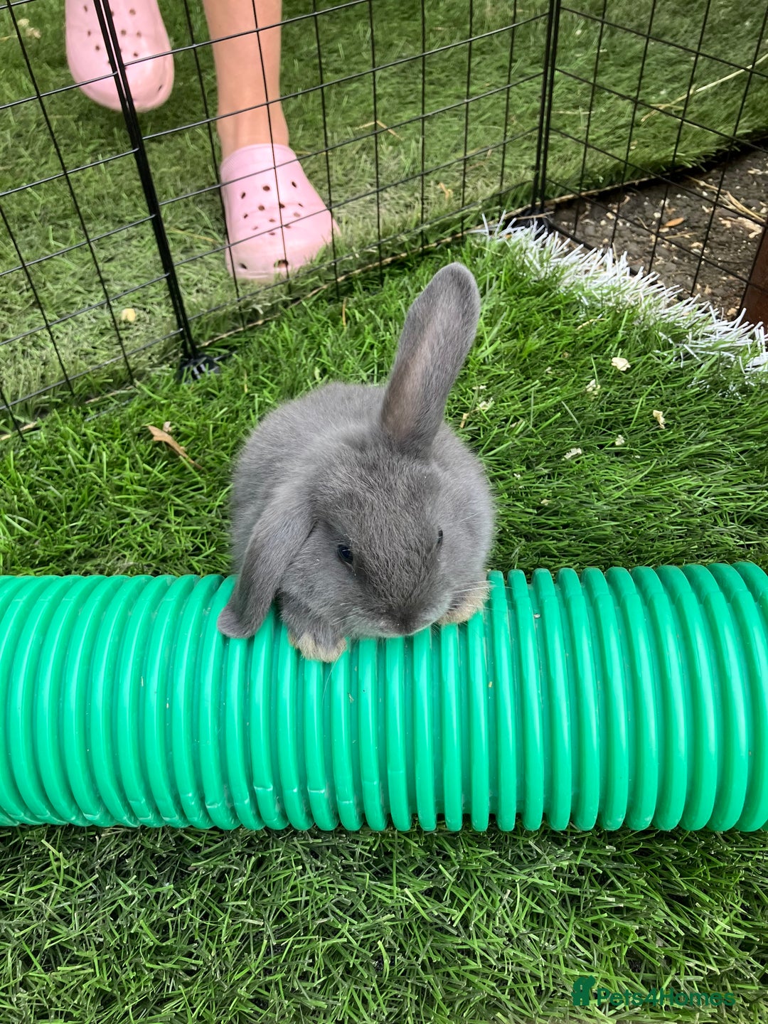 Mini Lop rabbits for sale: Beautiful mini lop bunnies - Image 5