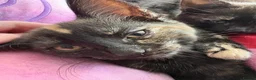 Mixed Breed cats for sale: Beautiful Female Kittens Ready for Forever Homes - Advert 10