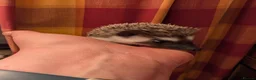 Pygmy Hedgehog rodents for sale: Female aph - Advert 2