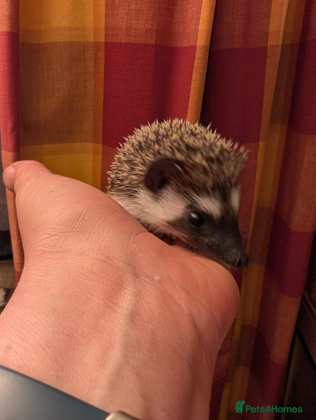 Pygmy Hedgehog rodents for sale: Female aph - Advert 2