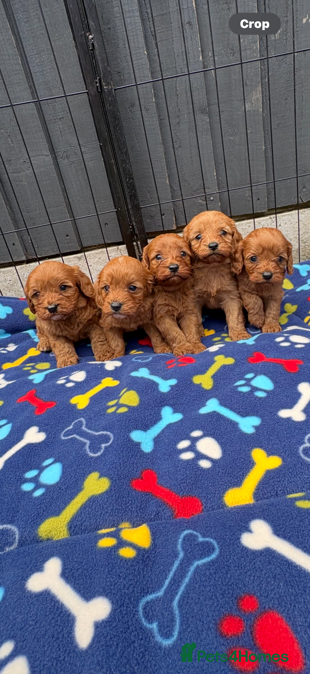 Cavapoo dogs for sale: Only two Beautiful girls cavapoos available  - Image 1