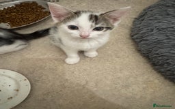 Domestic Shorthair cats for sale: Unique & Precious Kittens Seeking Forever Homes - Image 18