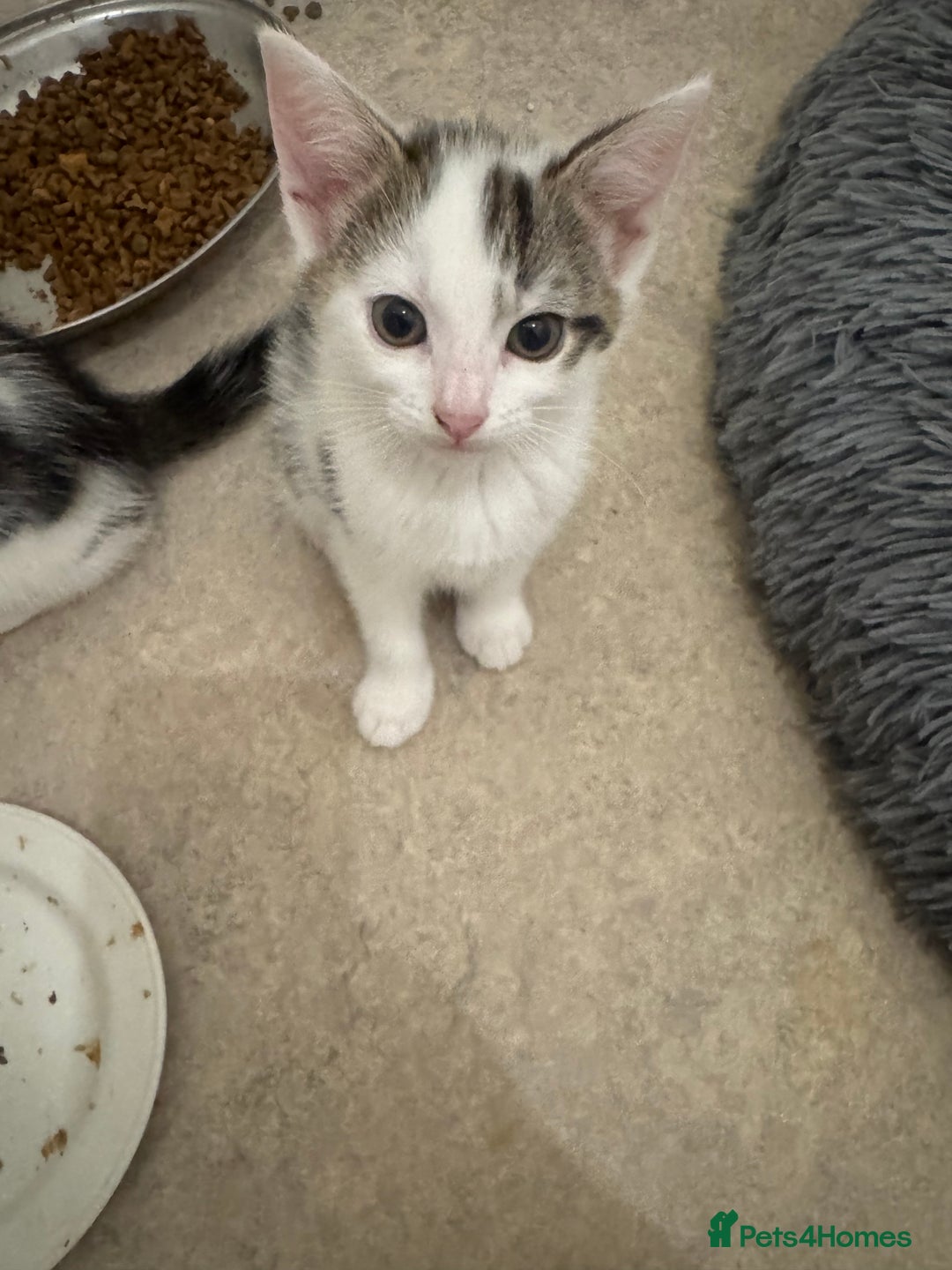 Domestic Shorthair cats for sale: Unique & Precious Kittens Seeking Forever Homes - Image 18