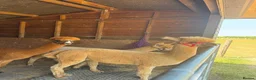 Alpaca livestock for sale: Tony, Timmy & Teddy – BACS Registered Alpaca Trio in Markfield - Advert 10