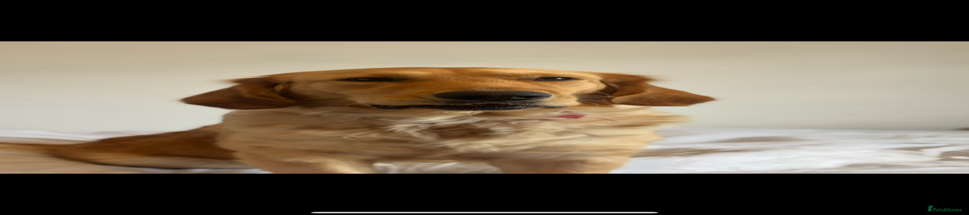 Golden Retriever Puppy 1