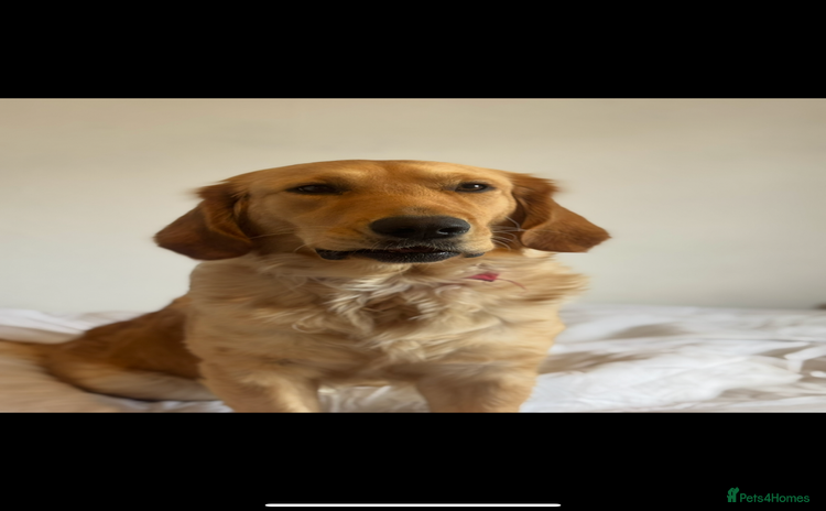 Golden Retriever dogs - Advert 1
