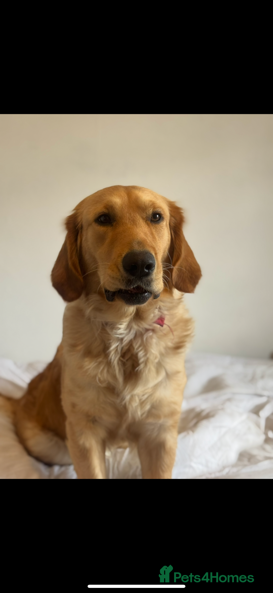 Golden Retriever dogs for sale: Golden Retriever Looking for a Loving Home 🐾 - Image 1