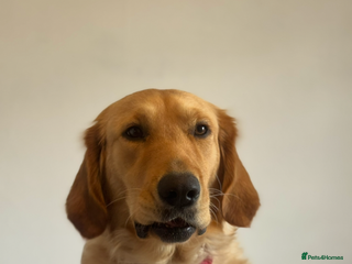 Golden Retriever dogs - Advert 6