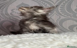 Maine Coon cats for sale: Stunning pedigree mc kitten girl - Image 10