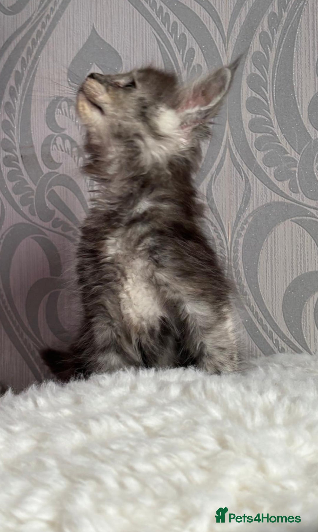 Maine Coon cats for sale: Stunning pedigree mc kitten girl - Image 10