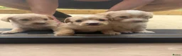 Jackapoo dogs for sale: Beautiful litter of f1 jackapoo puppies  - Advert 8