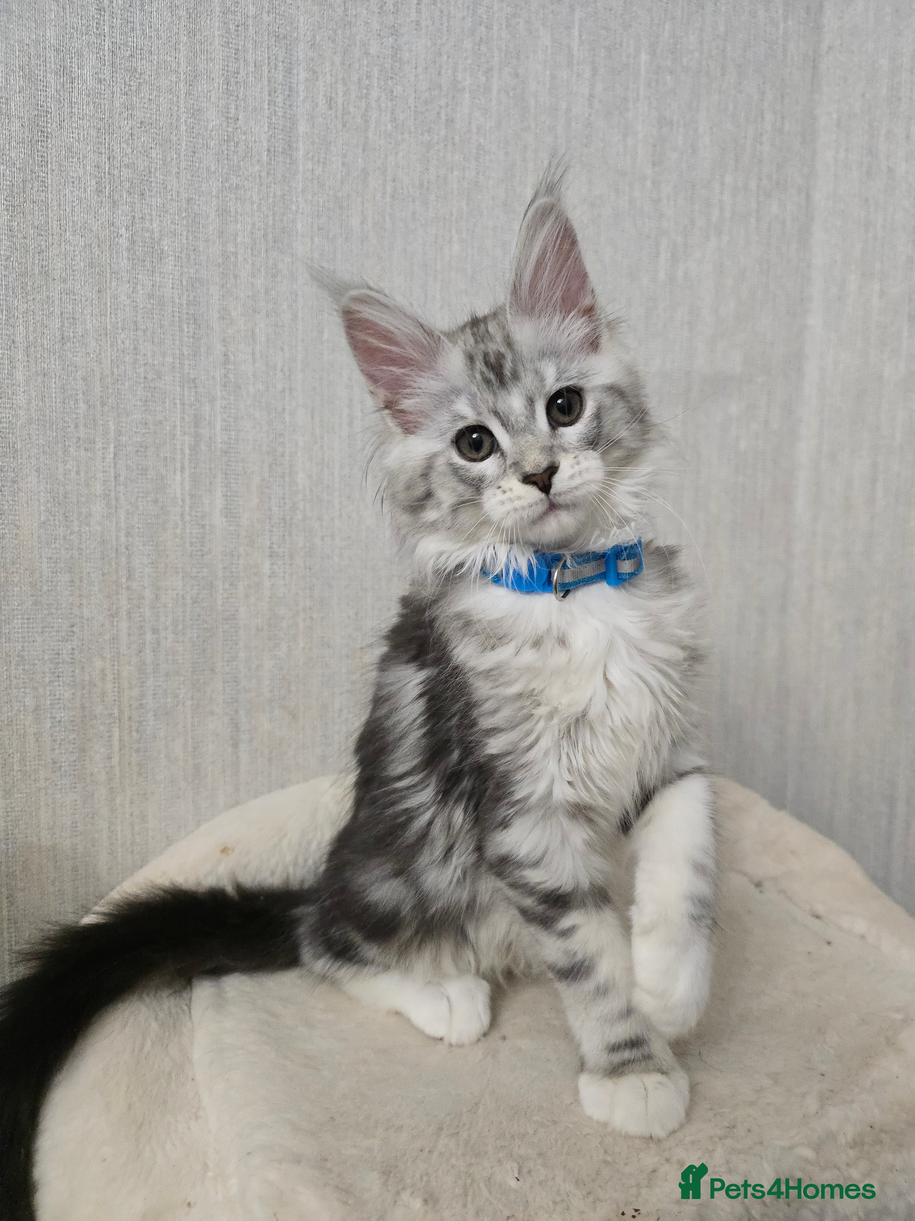 Maine Coon cats READY NOW Stunning Silver Tica Maine Coon Kittens - Advert 16