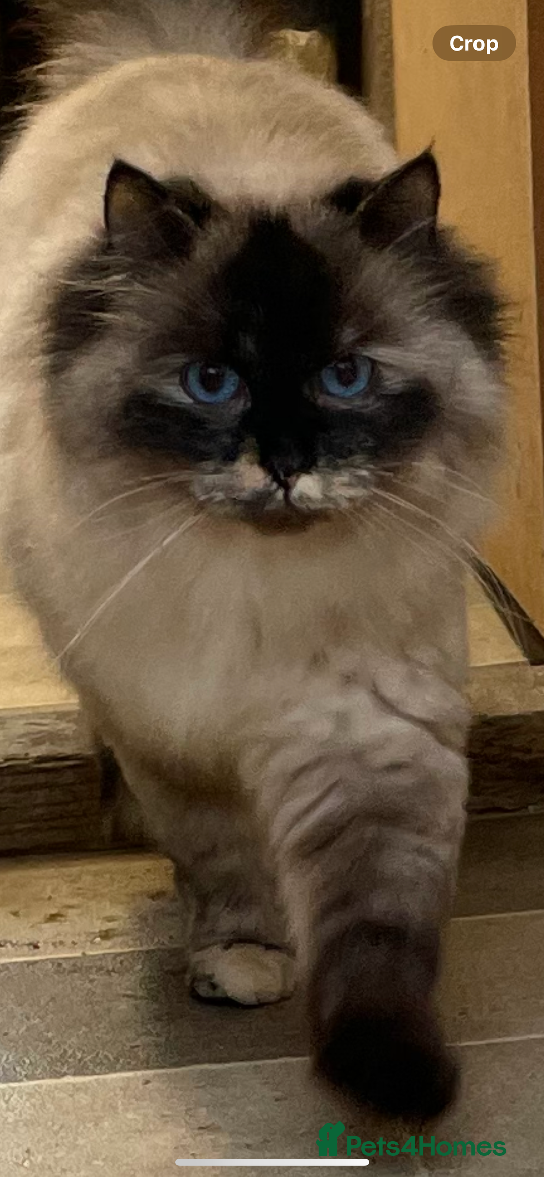 Siberian cats for sale: Stunning Neva Siberian Kittens - Advert 2