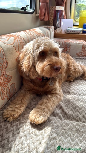 Gallery Image {{count}}