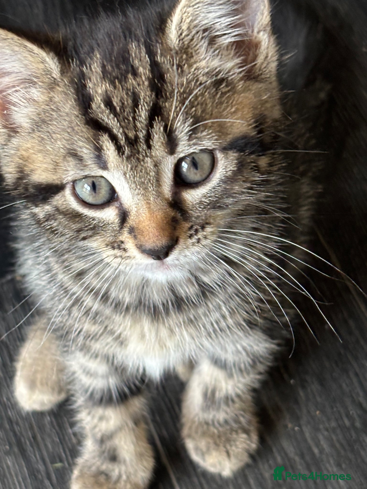Mixed Breed cats Adorable kittens - Advert 1
