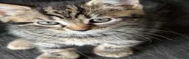 Mixed Breed Kitten 1