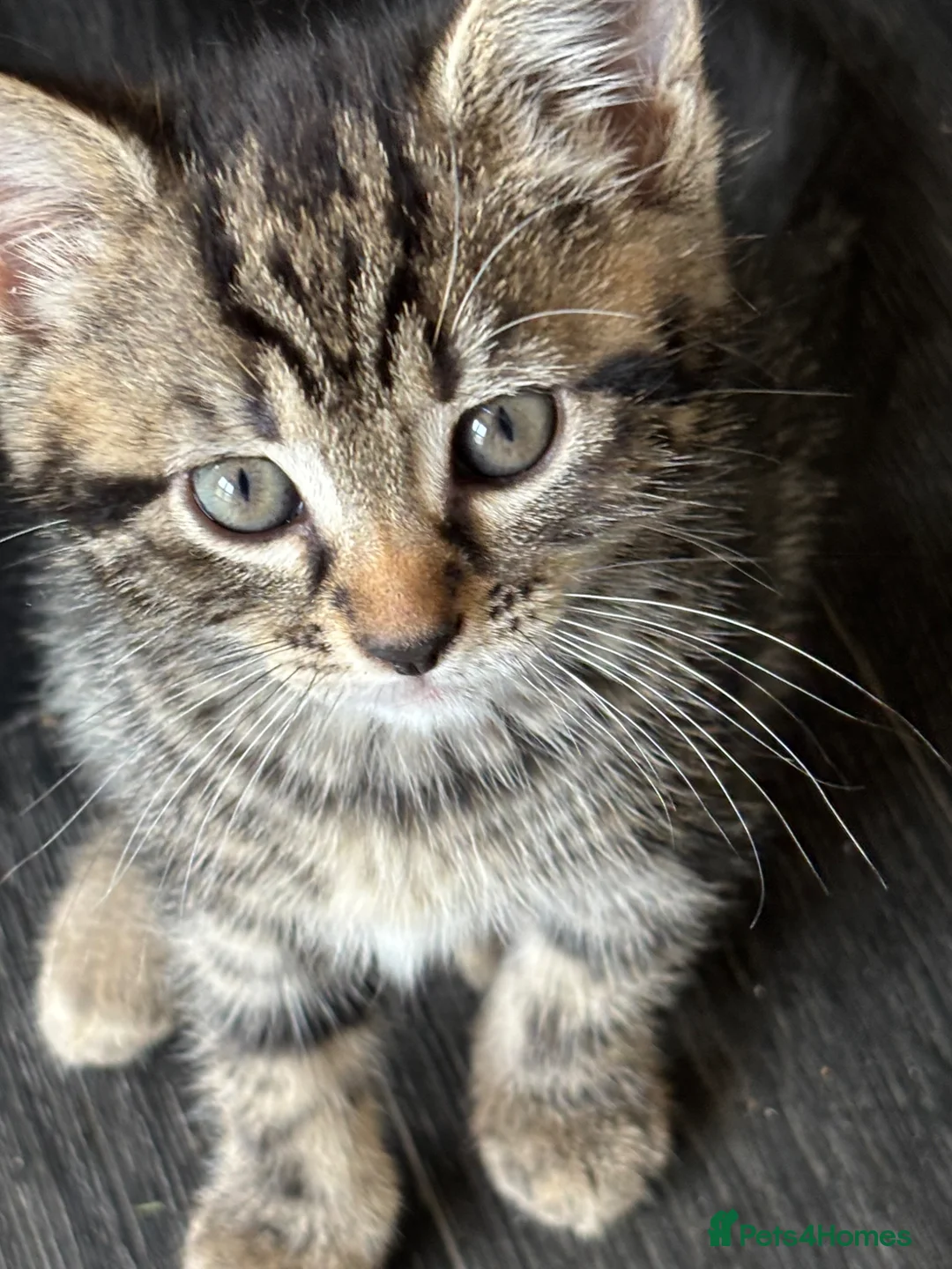 Mixed Breed cats for sale: Adorable kittens - Advert 1