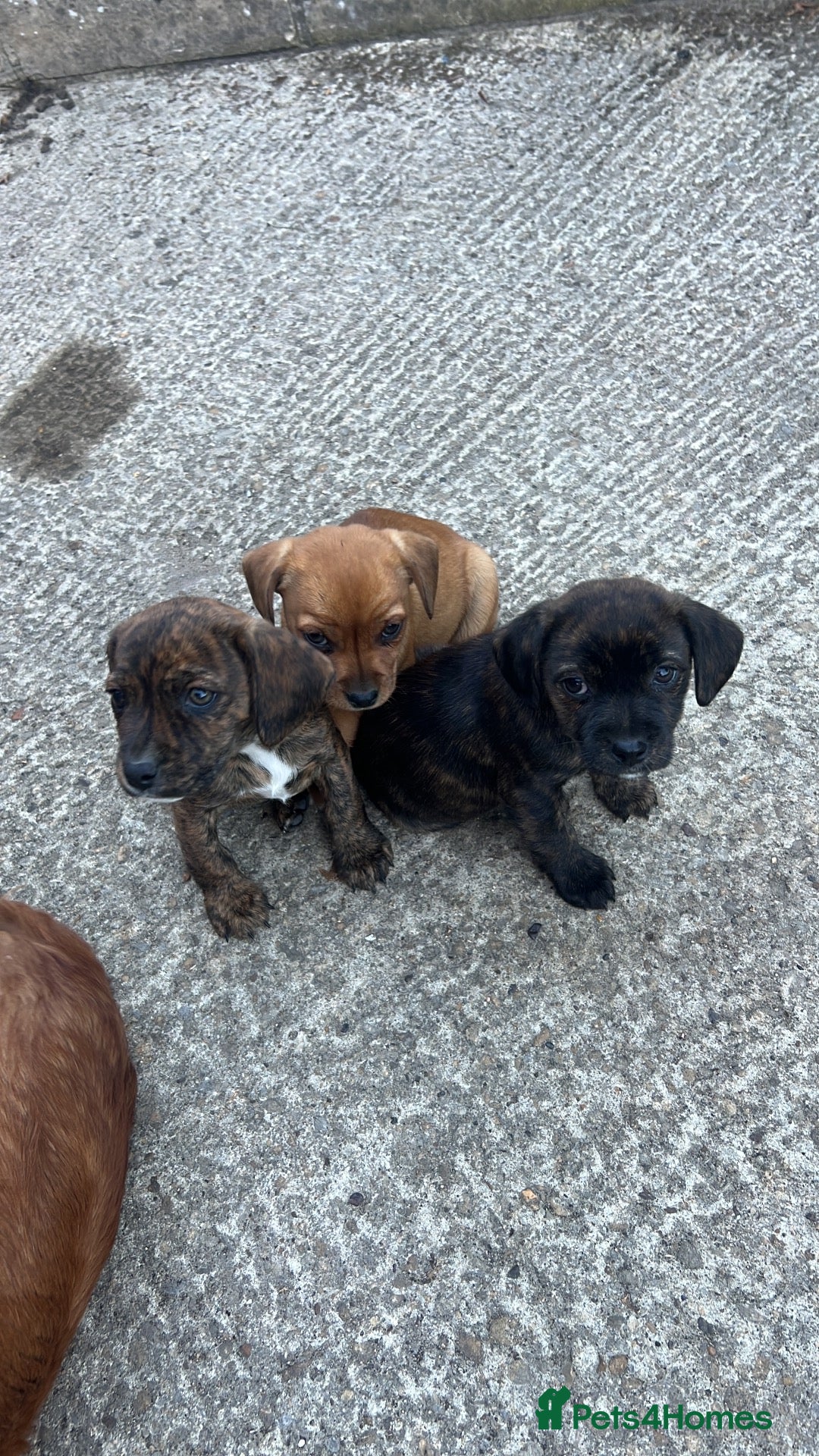 Mixed Breed dogs Cavajack puppies for sale  - Advert 1