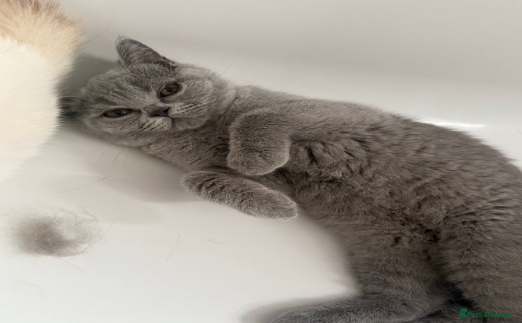 British Shorthair cats in Gloucester - Advert 6