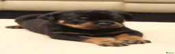Rottweiler dogs for sale: Exceptional KC Pedigree Rottweilers - Advert 10