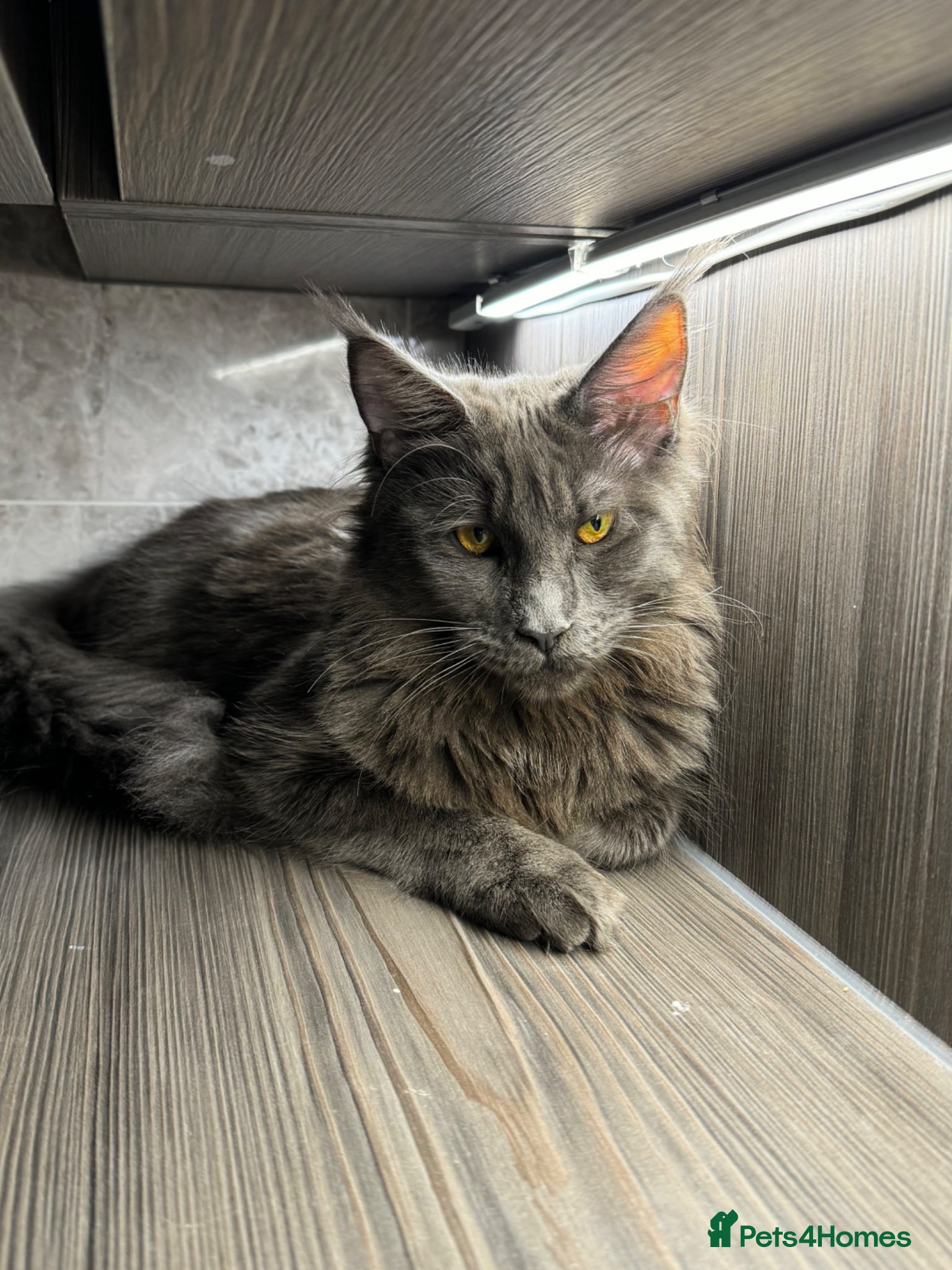 Maine Coon cats maine coon kitten - Advert 4