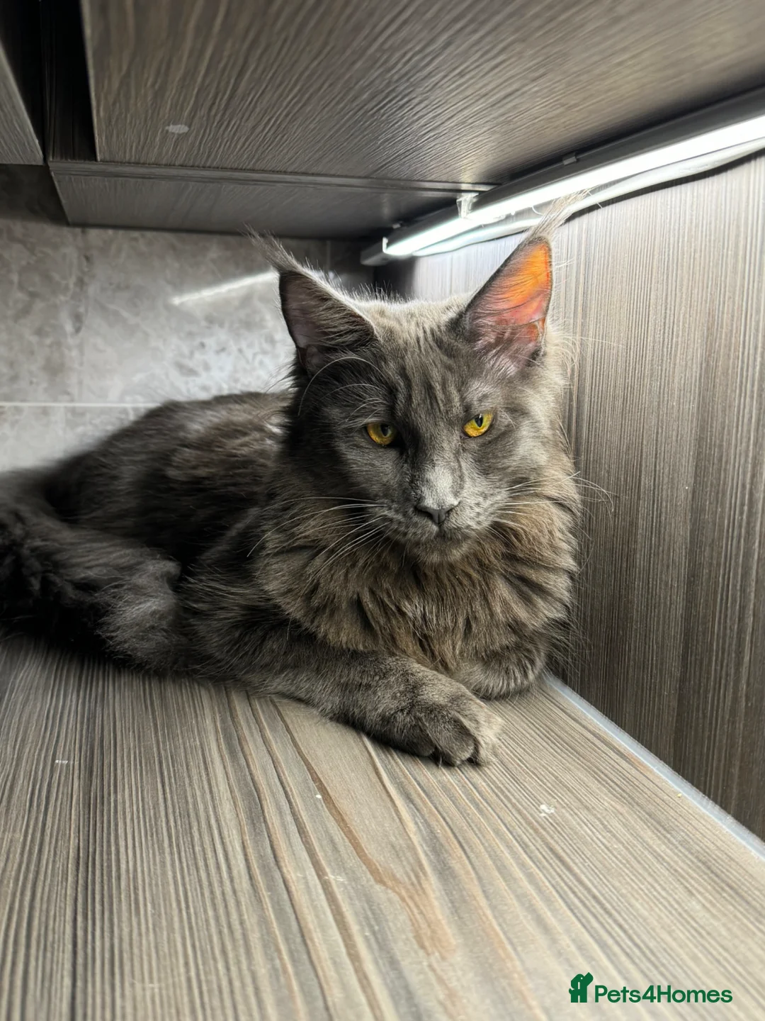 Maine Coon cats for sale: maine coon kitten in Manchester - Advert 1