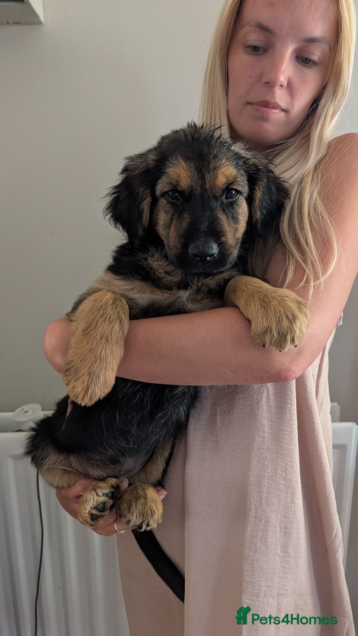 Mixed Breed dogs 1 pup left !! Ready now !!! - Advert 17