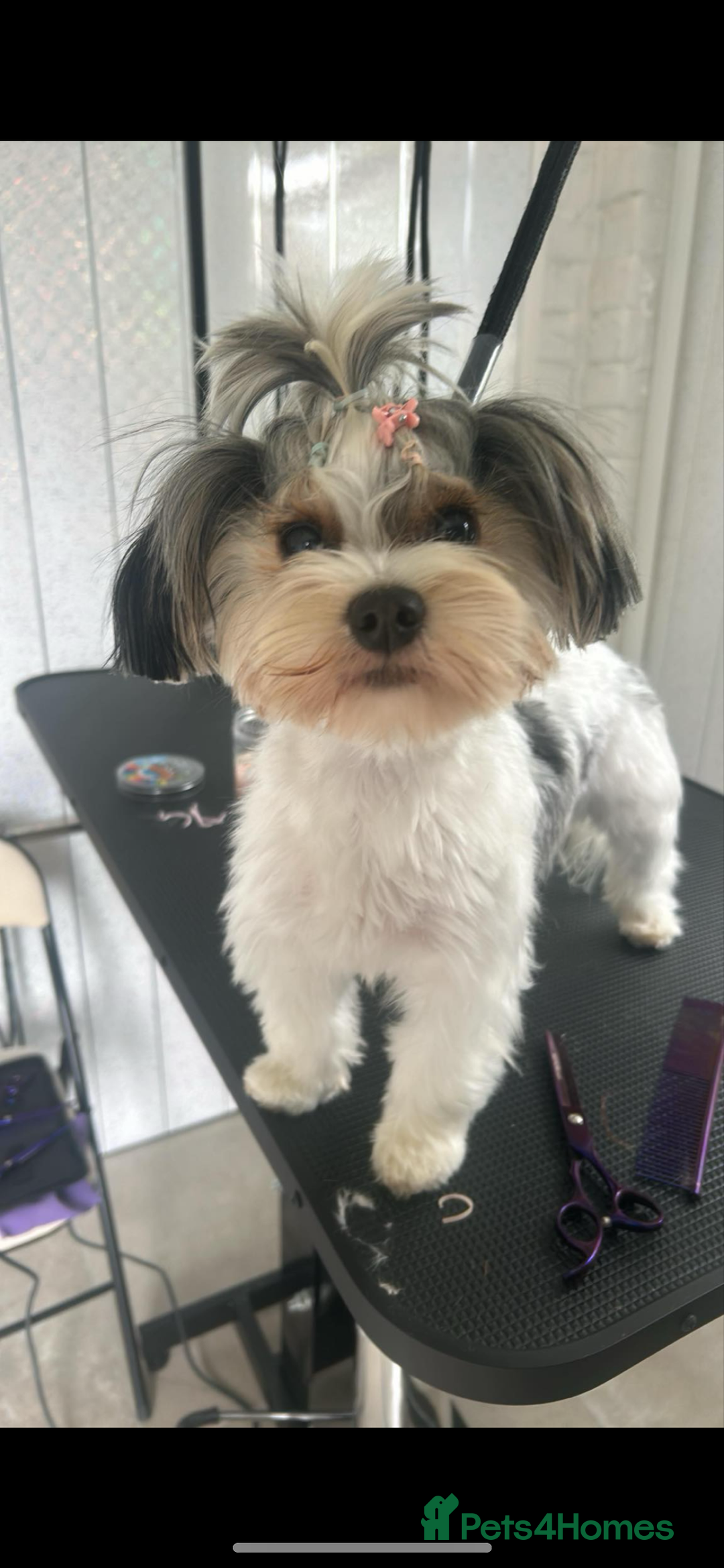 Yorkiepoo dogs for sale: 🐾 Tiny Yorkiepoo Puppies – Ready 29th August! 🐾 - Image 17