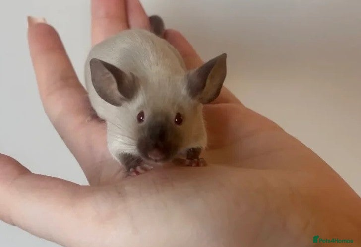 Mouse rodents Male and Female Fancy Mice - Advert 15