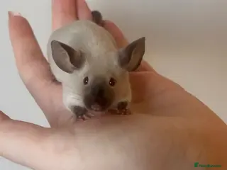 Mouse rodents Male and Female Fancy Mice - Advert 15