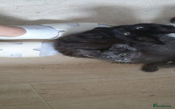 Maine Coon cats for sale: Maine coons  - Image 4