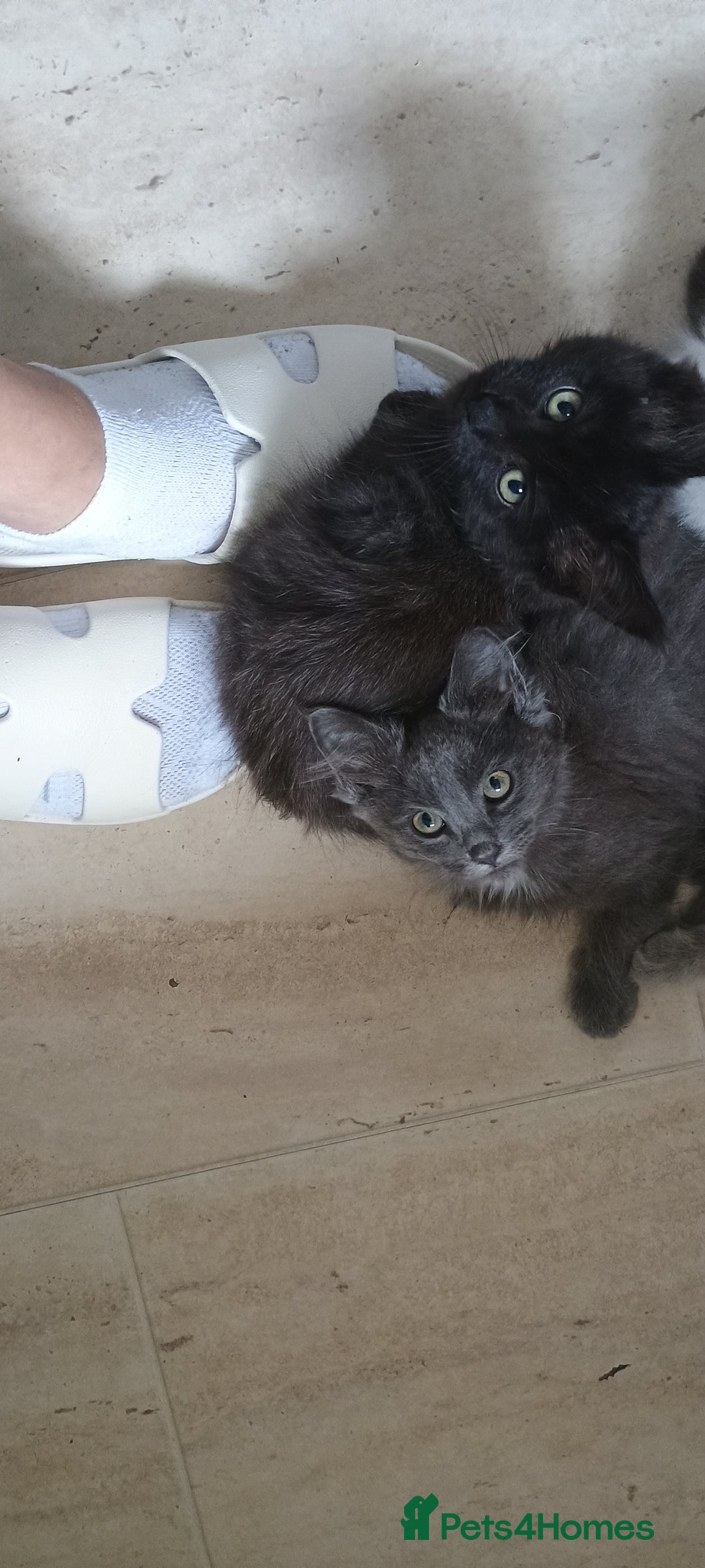 Maine Coon cats for sale: Maine coons  - Image 4