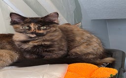 Mixed Breed cats for sale: Fluffy must go  - Image 5