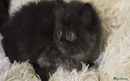 Mixed Breed cats for sale: Cute Scottish fold x Persian kittens long haired  - Image 11