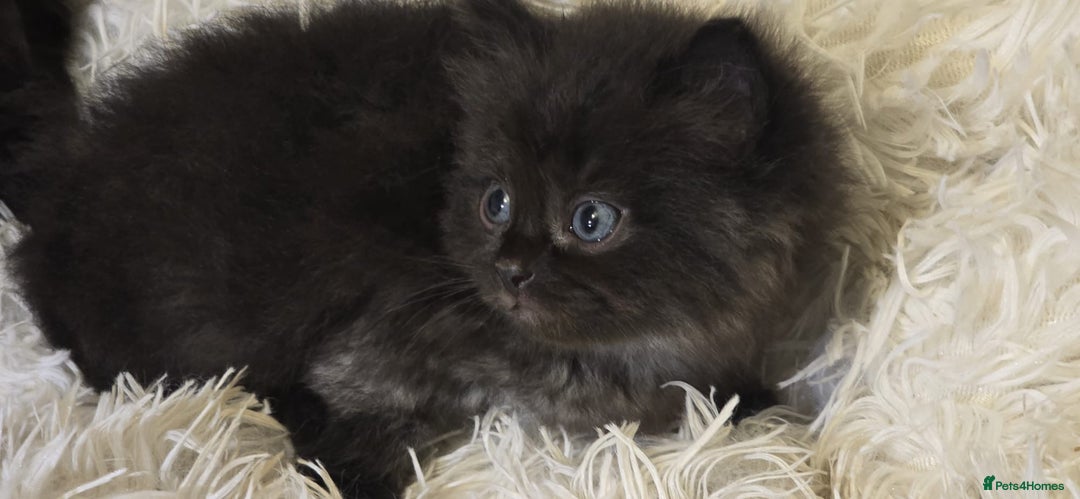 Mixed Breed cats for sale: Cute Scottish fold x Persian kittens long haired  - Image 11