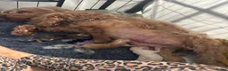 Cocker Spaniel dogs for sale: KC REGISTERED SHOW COCKER SPANIELS  - Advert 7