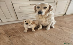 Golden Retriever dogs for sale: Beautiful golden retriever puppies  - Image 9
