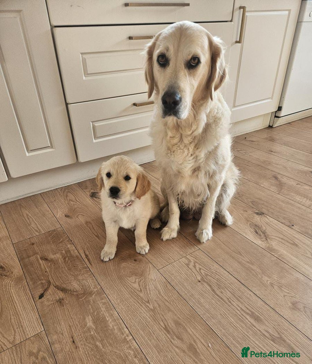 Golden Retriever dogs for sale: Beautiful golden retriever puppies  - Image 9