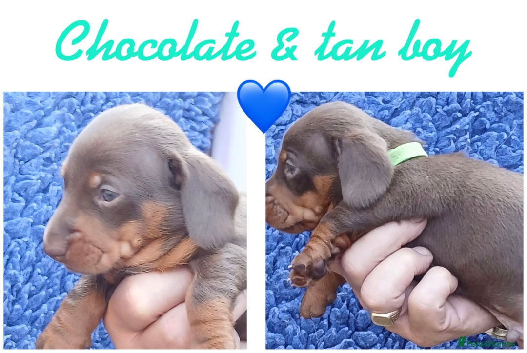 Miniature Dachshund dogs for sale: miniature dachshunds (health clear) - Image 4