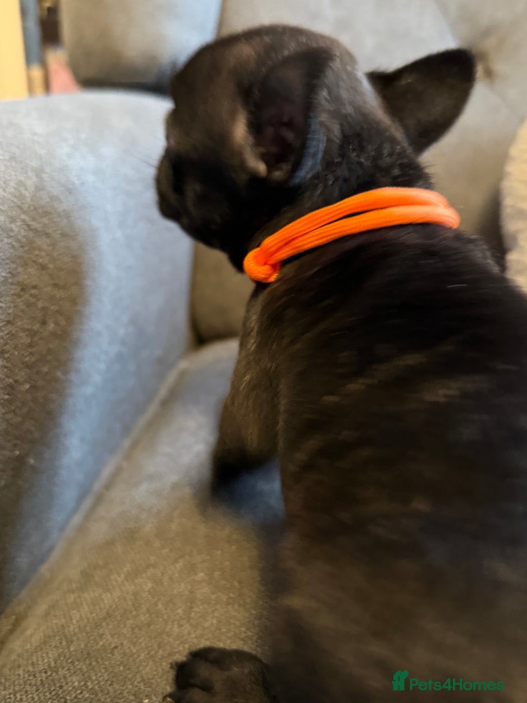 French Bulldog dogs for sale: ✨Stunning Pedigree French Bulldog Puppies✨ - Advert 40