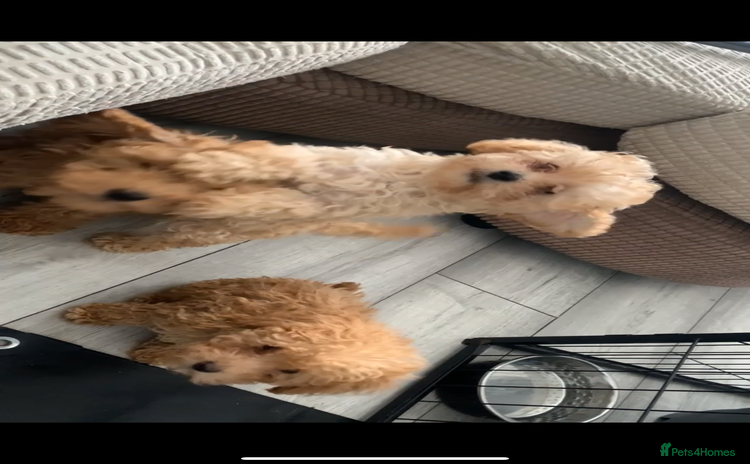 Poochon dogs - Advert 1