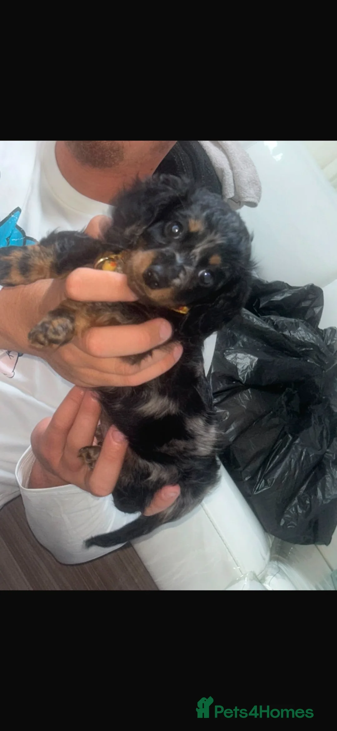 Miniature Dachshund dogs for stud: Buster  - Advert 7