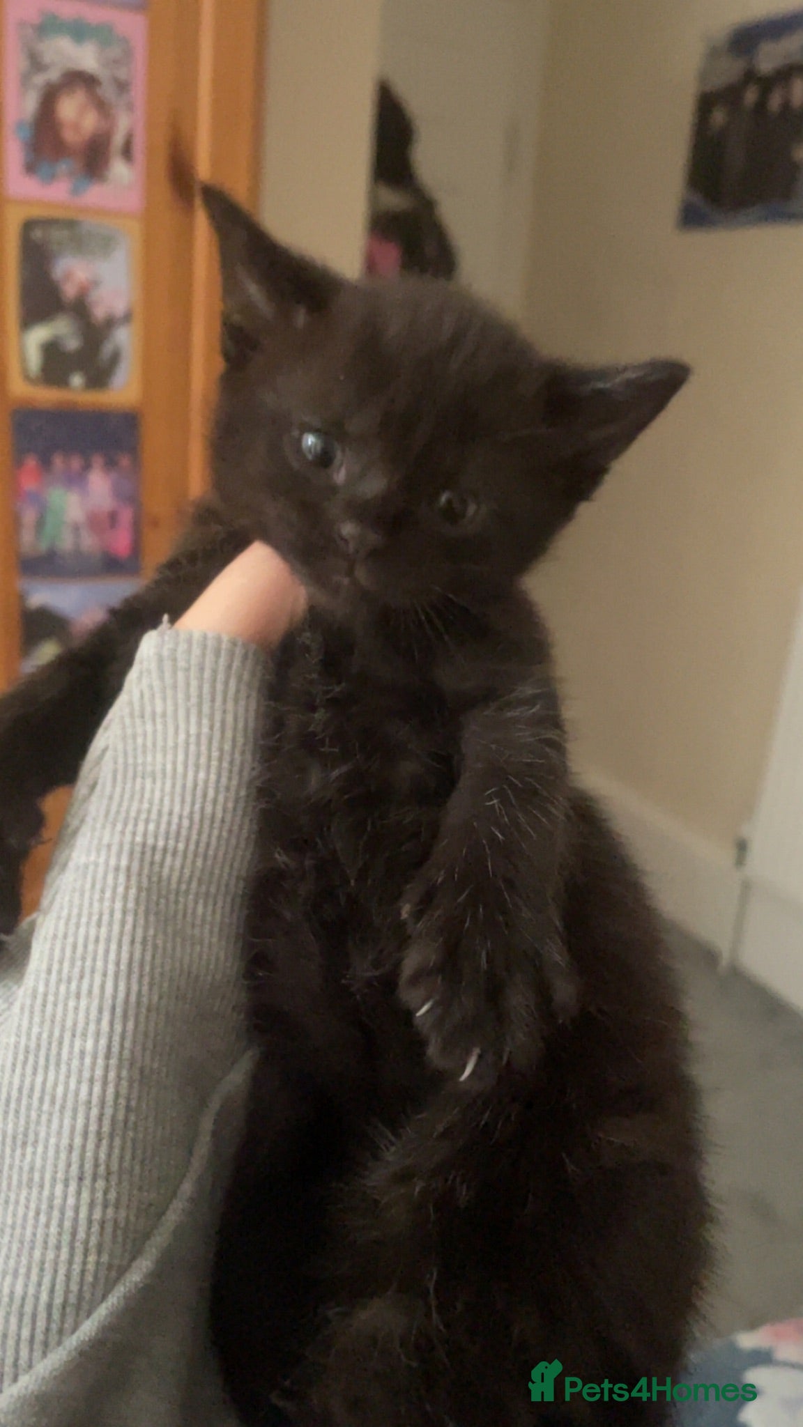 Mixed Breed cats 4 beautiful black kittens for sale!!! - Advert 4