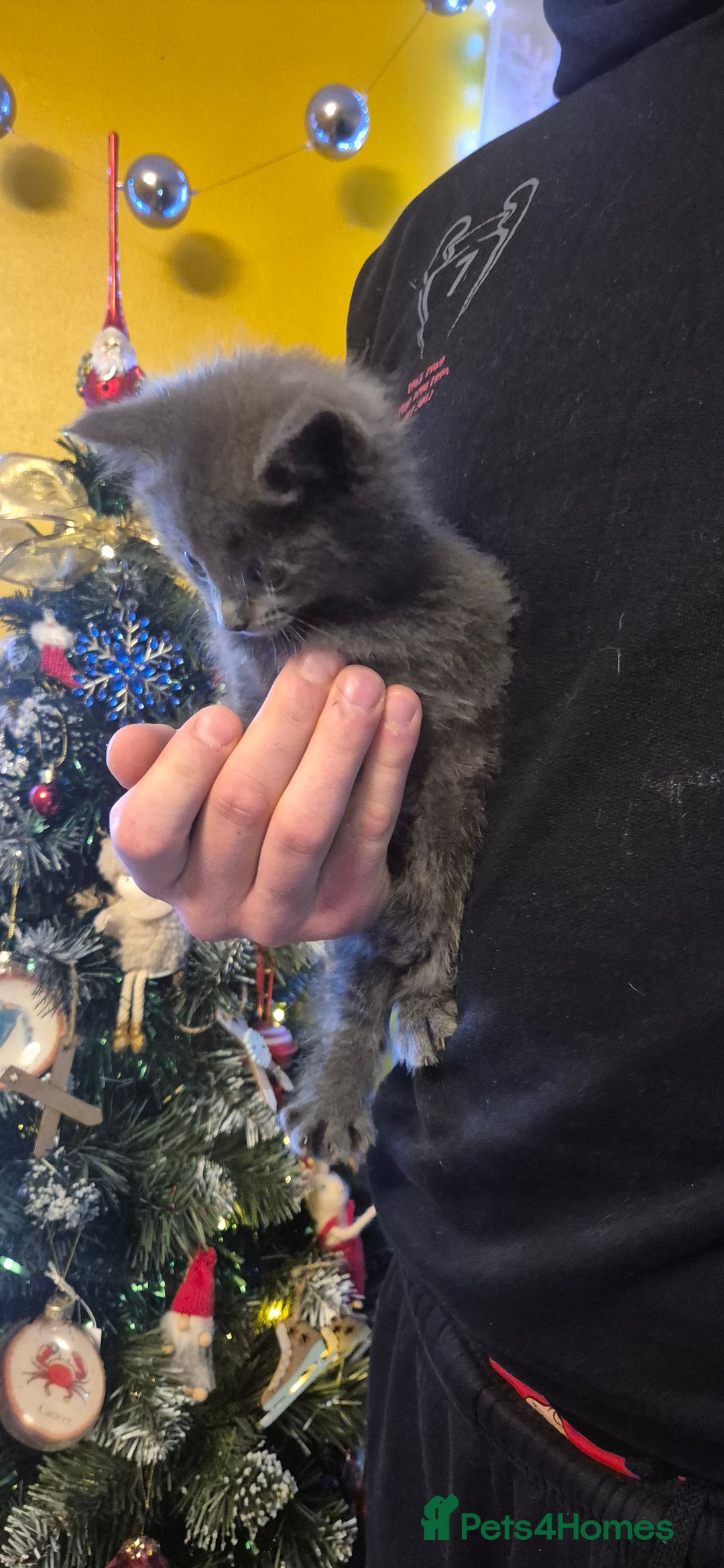 Mixed Breed cats for sale: Kittens for sale  - Advert 5